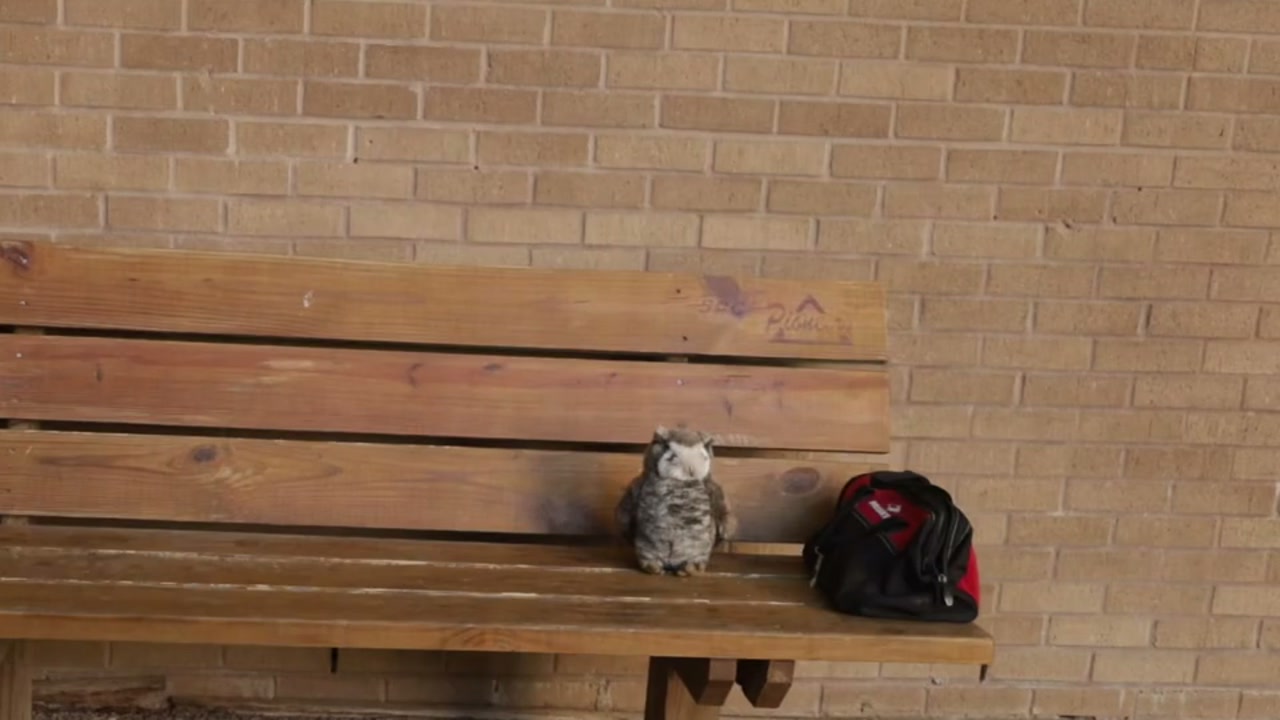 Still from Owl.